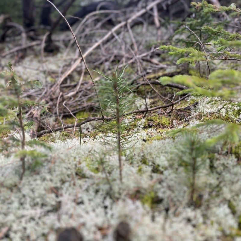 Skovbund med mos og små planter.