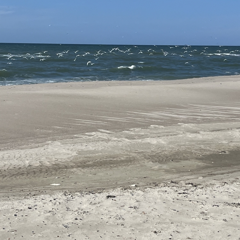 Strand med bølger og flyvende måger.